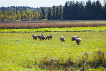 Green meadows with sheep grazing. Saaremaa island, Estonia.