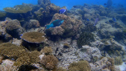 Poisson bleu