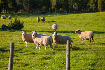 Naklejka premium Flock of sheep grazing over green meadow with trees at the background
