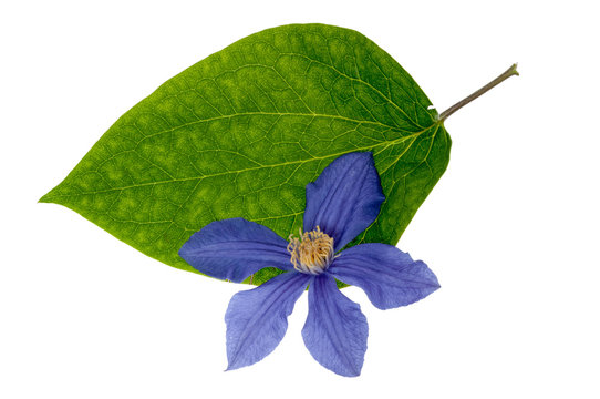 Blue Clematis