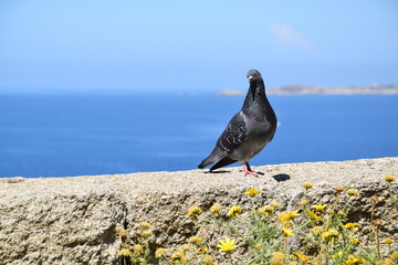 Pigeon corse