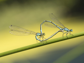 Paarung von Libellen (Azurjungfern) auf einem Grashalm. 