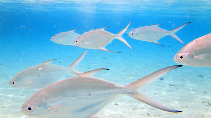 Naklejka premium Banc de poissons