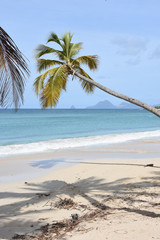 Plage des saline anne en Martinique, sable blanc et coctier, un paradis