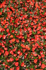 Obraz premium Red New Guinea Impatiens in summer 