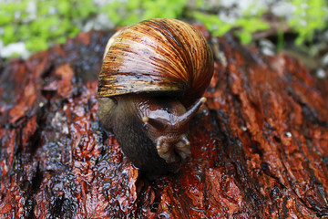 The snail Achatina raised on wooden background in wet rainy weather - 164080587