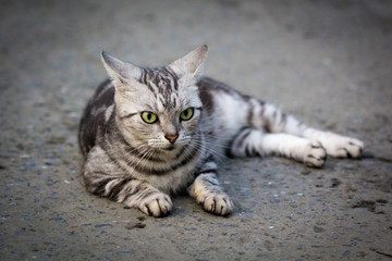 Grey cat.