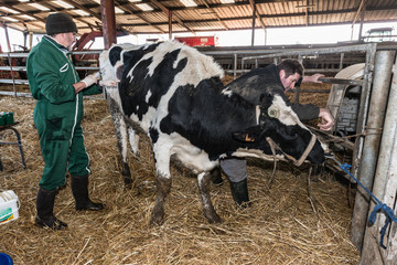 opération par le vétérinaire de la caillette d'une vache laitière dans l'étable.