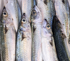 Obraz premium fresh catch of mackerlels on mediterranean market