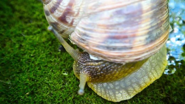 A nice snail crawls along the green moss, leaving its eerie mucus everywhere. The snail is so slimy and sticky that a small cobweb has attached itself to the antennae