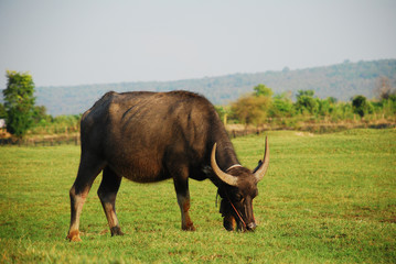 Buffalo eating the grass in green meadow. Copy space