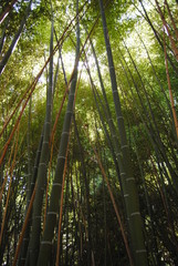 Fototapeta premium bamboo