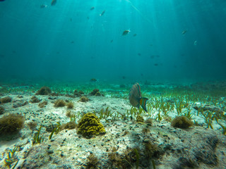 REEF SNORKEL EL MECO IN ISLA MUJERES