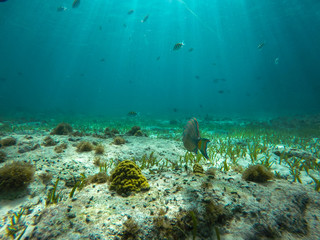 Fototapeta na wymiar REEF SNORKEL EL MECO IN ISLA MUJERES