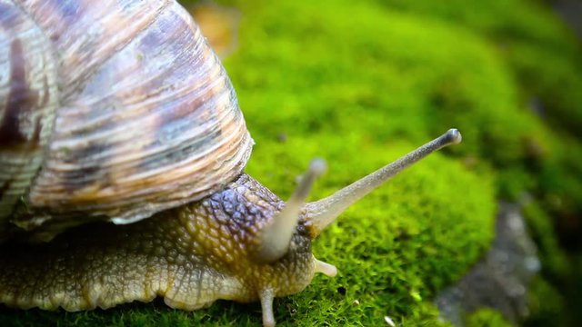 A beautiful snail creeps along the edge of a stone, overgrown with green moss, stirring the antennas