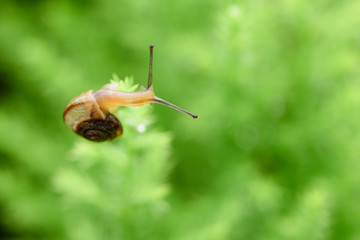 Snail on green leaf with drop after rain