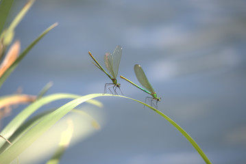 Weibliche Prachtlibellen