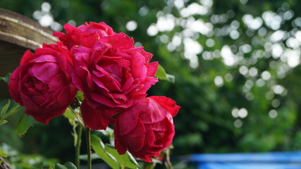 Eine Rose im heimischen Garten