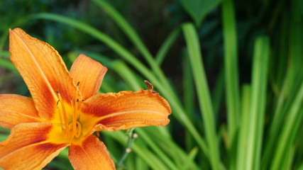 Eine orangene Blume auf einer Wiese © Paul
