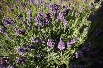 Sunlight Lavendar