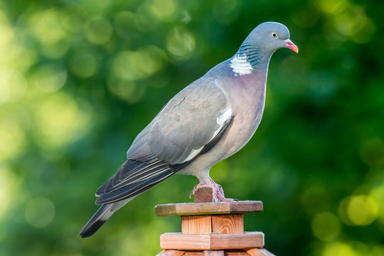 Wood pigeon on a bird house in summer