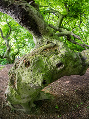 Old beech tree in the wood
