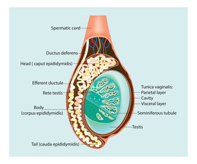 Cross section of the testis. Epididymis © sakurra