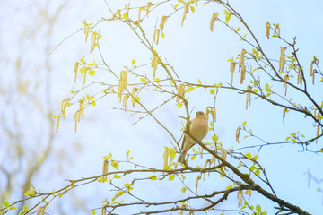 Bird on branch.
