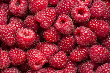Freshly picked raspberry, many ripe sweet red fruits, closeup, healthy food, natural background  