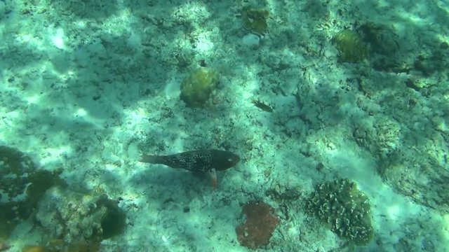 Tropical parrot fish