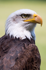 Bald eagle