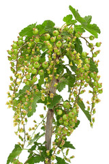 Young green currant © Leonid Nyshko