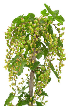 Young green currant