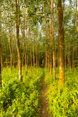Tropical rubber plantation Background in Cuyotenango, Guatemala. Hevea brasiliensis.