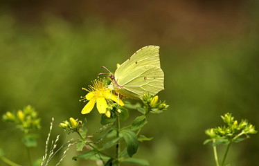 motyl na dziurawcu © Henryk Niestrój