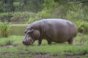 Hippo on the river bank coming out of the water.