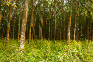 Tropical rubber plantation Background in Cuyotenango, Guatemala. Hevea brasiliensis.