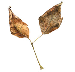 Realistic Watercolor Hand Drawn Dry Autumn Leaves