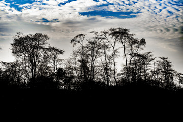 Tree Silhouette and Cloudy Sky Landscape