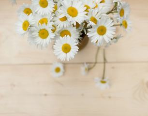 Obraz premium Bunch of chamomile flowers