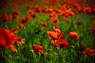 Fototapeta na wymiar beautiful poppy seed field