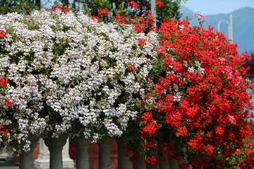 White and red geraniums in summer