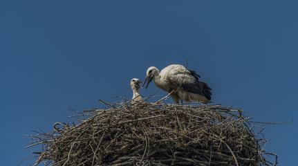 Stork on nest with dark blue sky