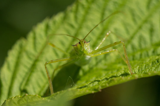 Pale Green Assassin Bug, Zelus luridus