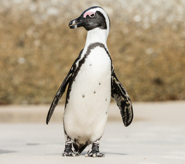 Obraz premium Plaża Boulders w Simonstown (RPA) z pingwinami
