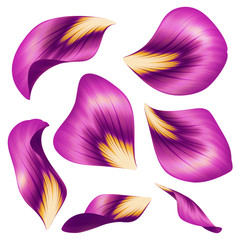 Obraz premium purple flower petals, botanical illustration, pink floral clip art isolated on white background