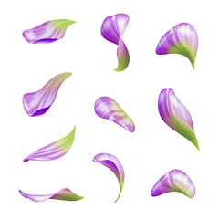 delicate flower petals, botanical illustration, floral clip art isolated on white background