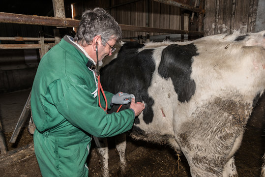 opération par le vétérinaire de la caillette d'une vache laitière dans l'étable.