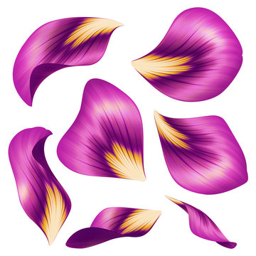 Fototapeta purple flower petals, botanical illustration, pink floral clip art isolated on white background