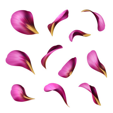 Fototapeta purple flower petals, botanical illustration, floral clip art isolated on white background